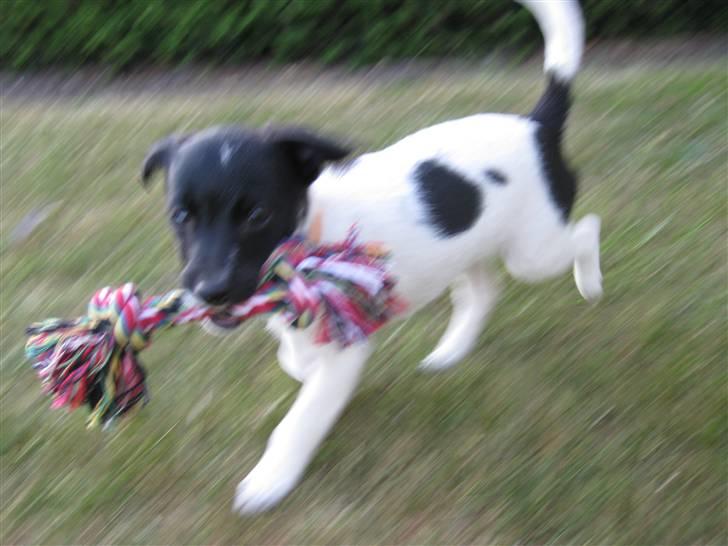 Dansk svensk gaardhund Molly billede 4