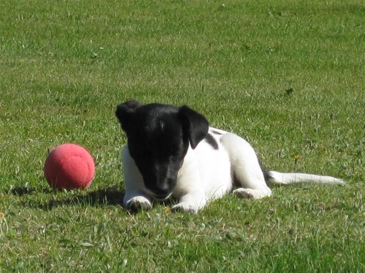 Dansk svensk gaardhund Molly - Molly med sin røde bold! billede 5