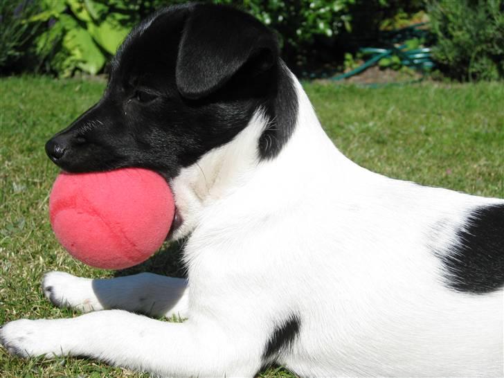 Dansk svensk gaardhund Molly billede 6
