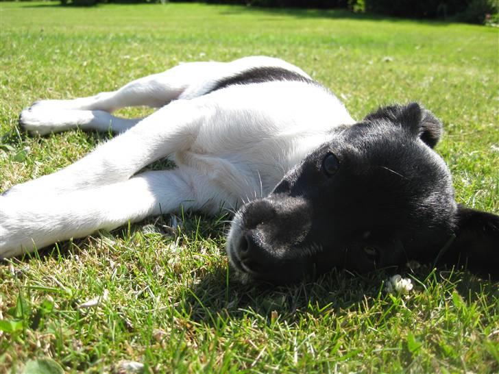 Dansk svensk gaardhund Molly billede 7