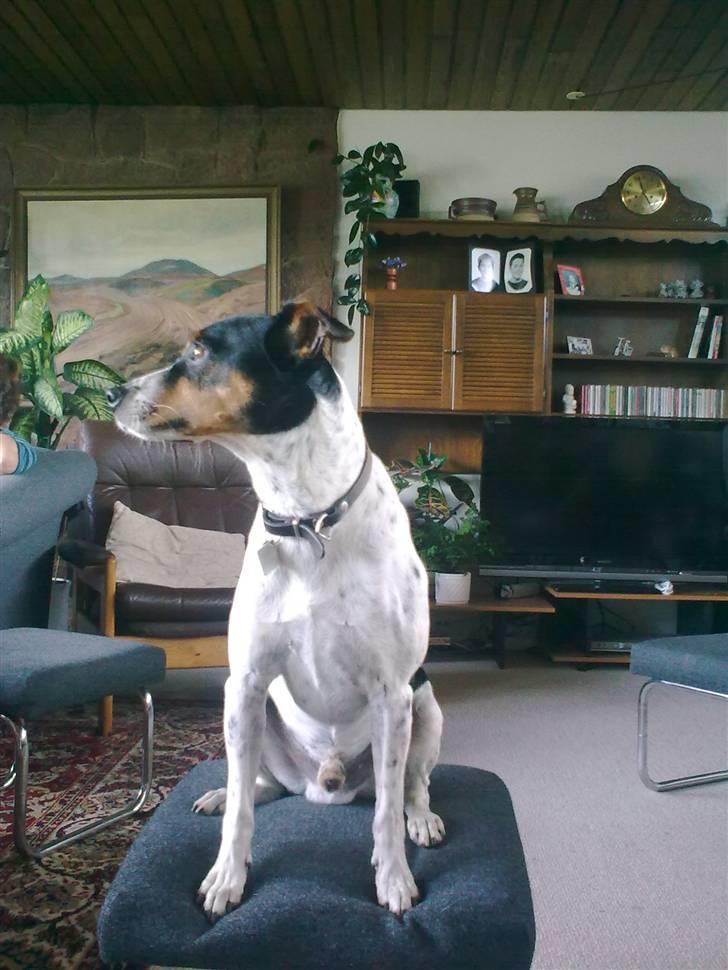 Dansk svensk gaardhund Boldt - dato: 29/8-2010 billede 2