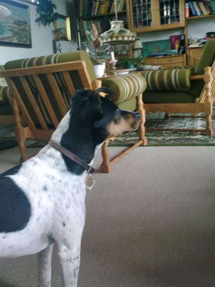 Dansk svensk gaardhund Boldt - dato: 29/8-2010 hvad mon han nu har fået øje på? billede 3