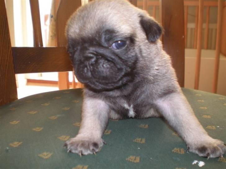 Mops Pugsey billede 6