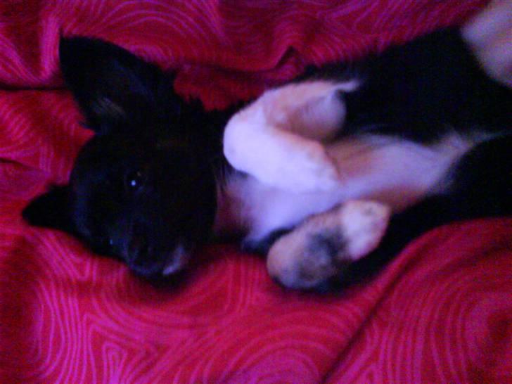 Chihuahua Pixie billede 9