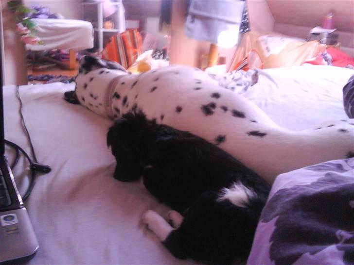 Chihuahua Pixie billede 10