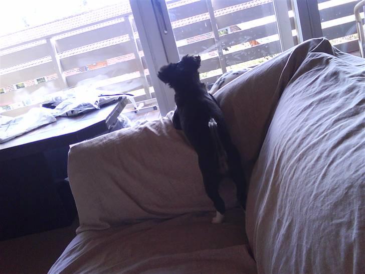 Chihuahua Pixie billede 11