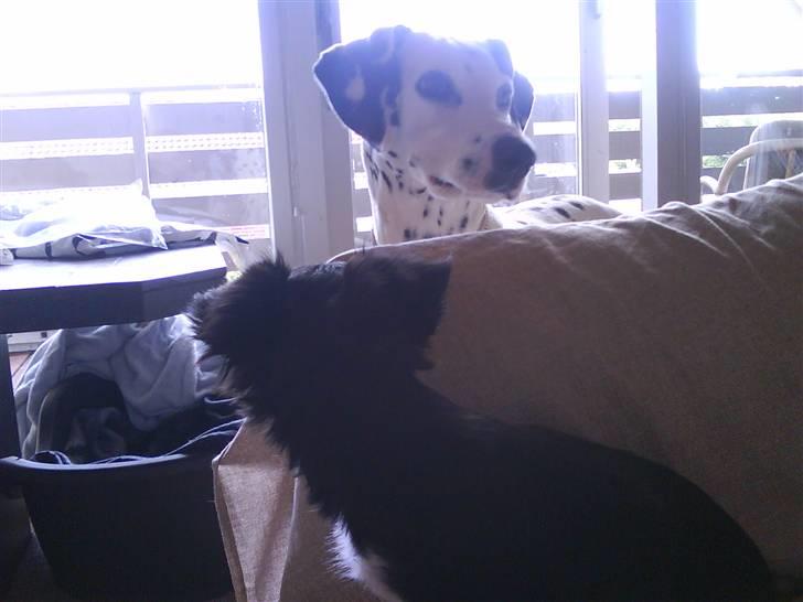 Chihuahua Pixie billede 12