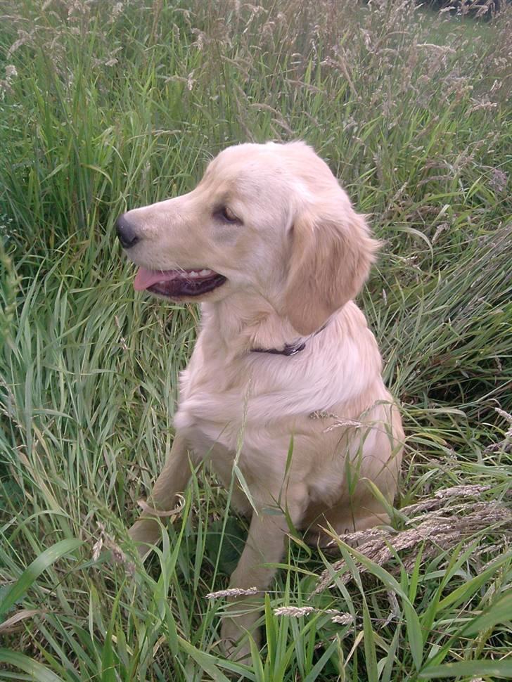 Golden retriever Dingo billede 10