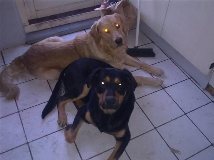 Golden retriever Dingo billede 11