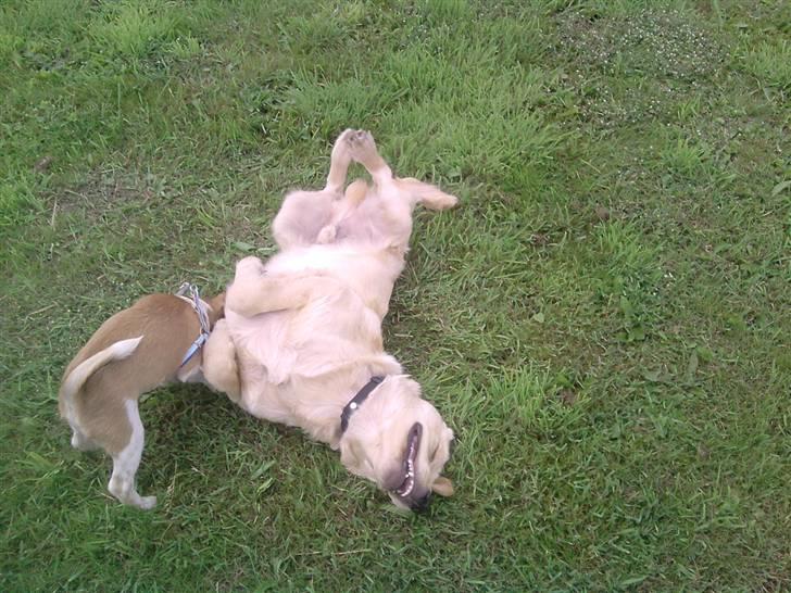 Golden retriever Dingo billede 12