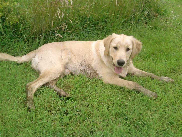 Golden retriever Dingo billede 13