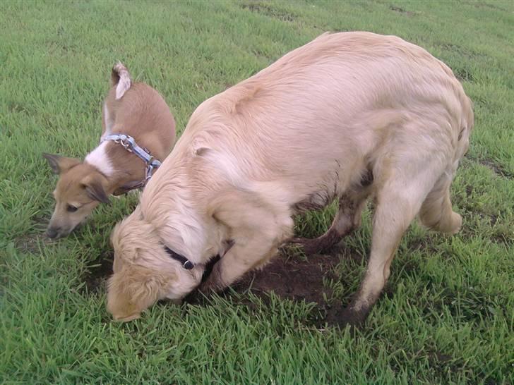 Golden retriever Dingo billede 14