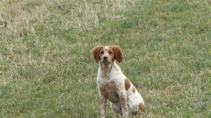 Breton Aulumboens Bellis billede 1