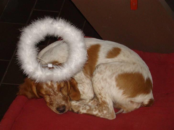 Breton Aulumboens Bellis billede 2