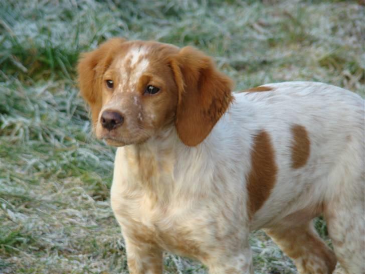 Breton Aulumboens Bellis billede 3