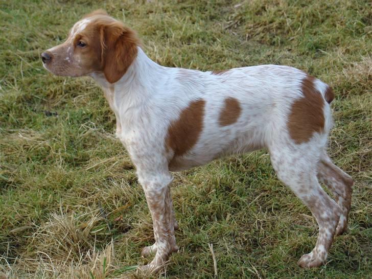 Breton Aulumboens Bellis billede 4