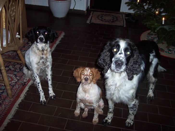 Breton Aulumboens Bellis billede 5