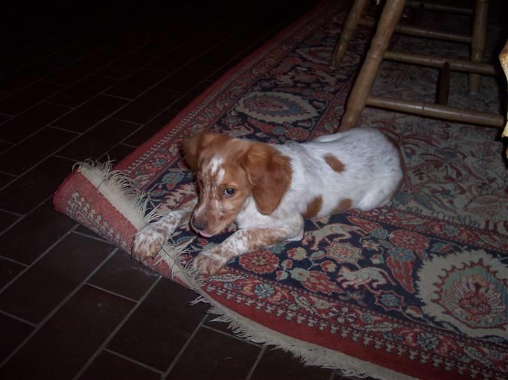 Breton Aulumboens Bellis billede 6