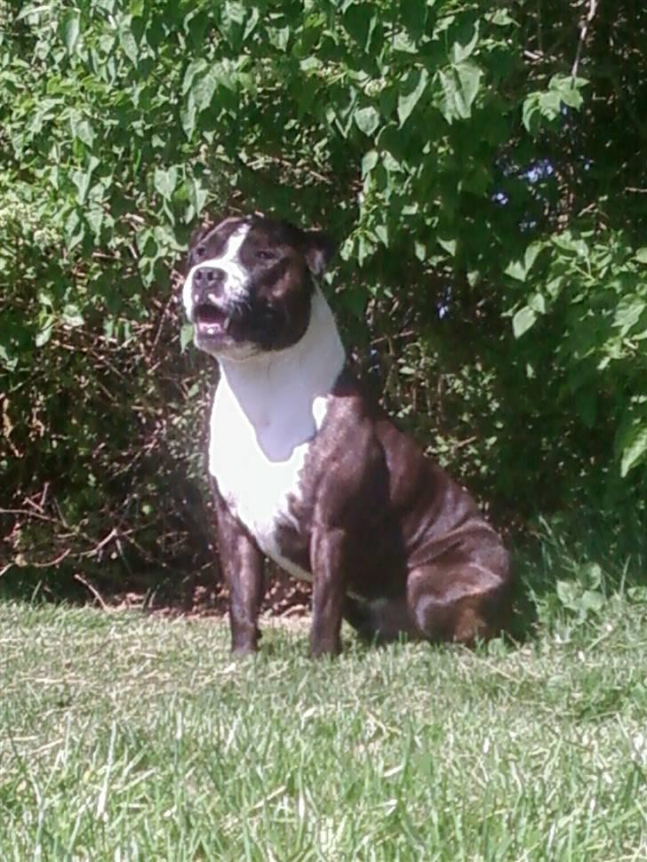 Staffordshire bull terrier Carlos billede 1