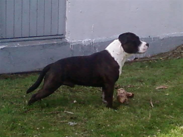 Staffordshire bull terrier Carlos billede 2