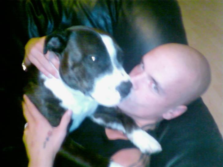 Staffordshire bull terrier Carlos - Carlos får lige et kys af far.... billede 3