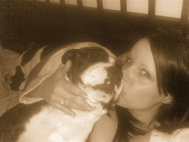 Staffordshire bull terrier Carlos - også et af mor... billede 4