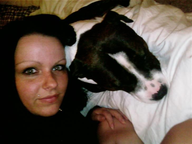 Staffordshire bull terrier Carlos billede 5