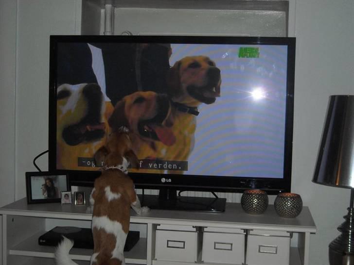 Jack russell terrier Sov sødt lille Liva - Februar 2011. Gøede altid når der var hunde i fjernsynet :) billede 14