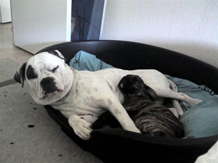 Blanding af racer R.I.P. Boddy billede 20