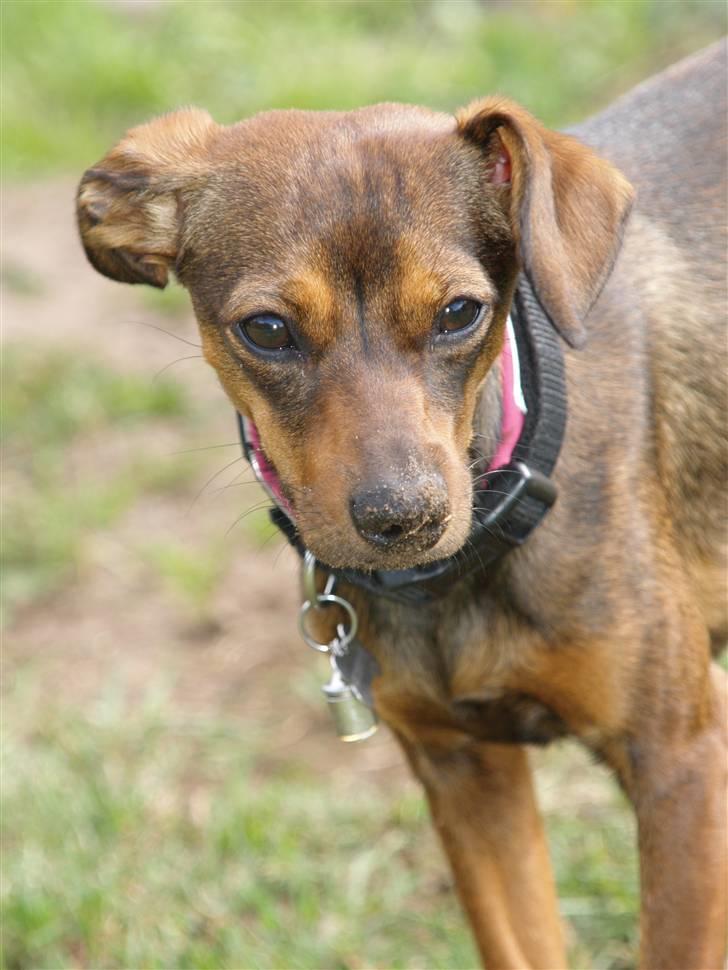 Blanding af racer Freyja - Hvordan kan du tro jeg har været ude og grave?! billede 20