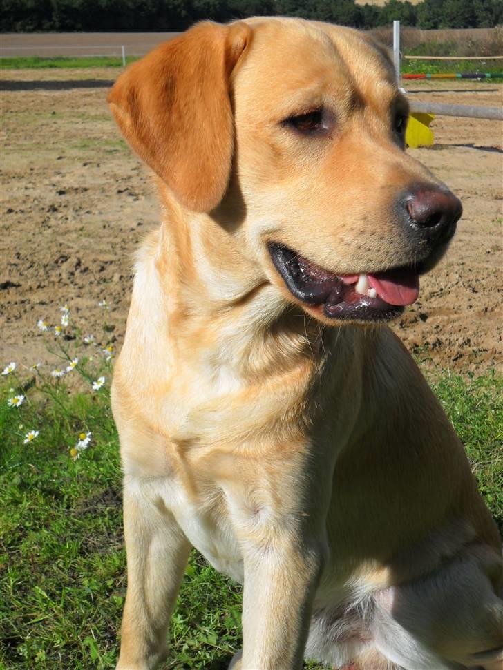 Labrador retriever Chester - Hej. Jeg hedder Chester. VELKOMMEN TIL MIN PROFIL! billede 1