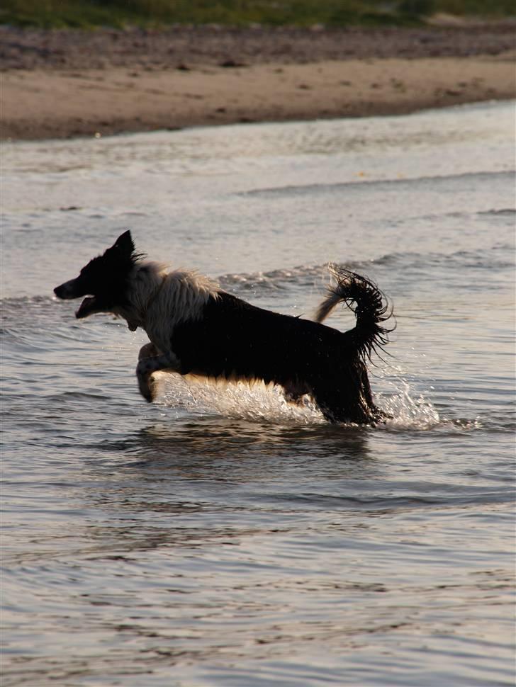 Border collie Simba billede 11