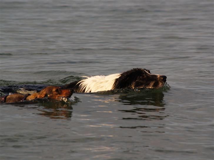 Border collie Simba billede 12