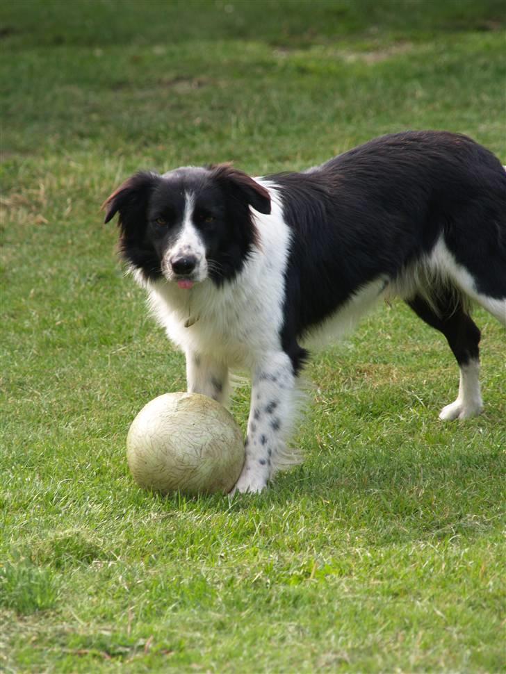 Border collie Simba billede 13