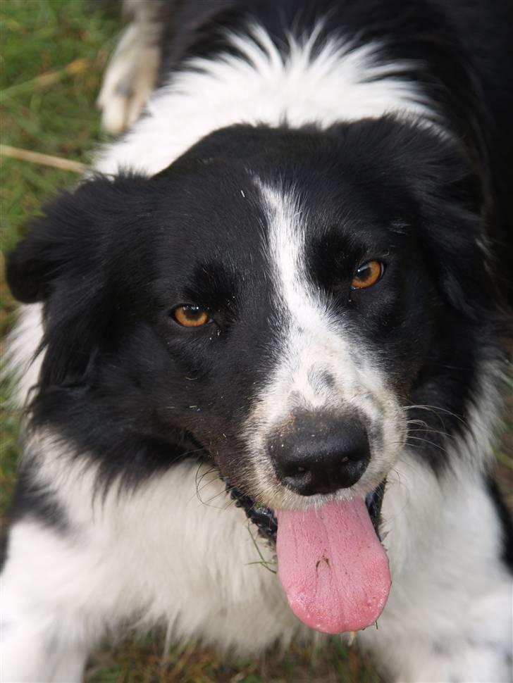 Border collie Simba billede 14
