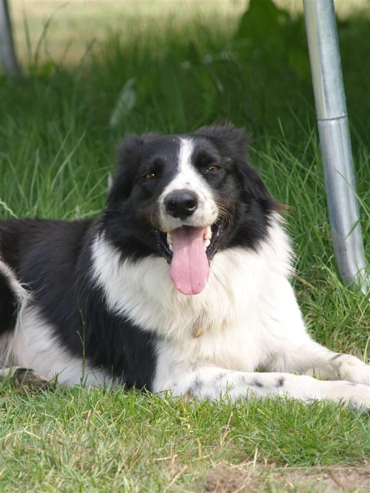 Border collie Simba billede 15