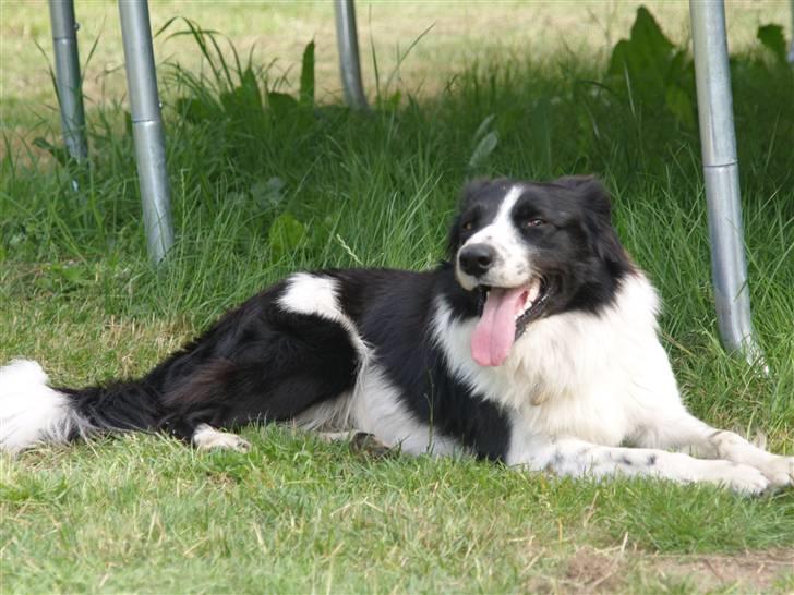 Border collie Simba billede 16