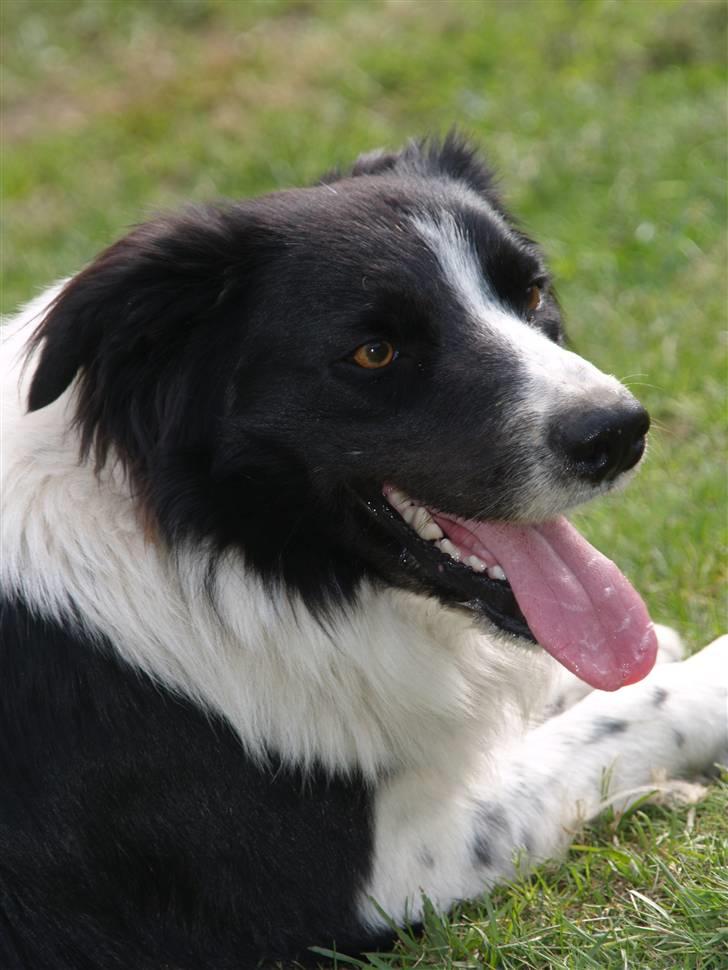Border collie Simba billede 17