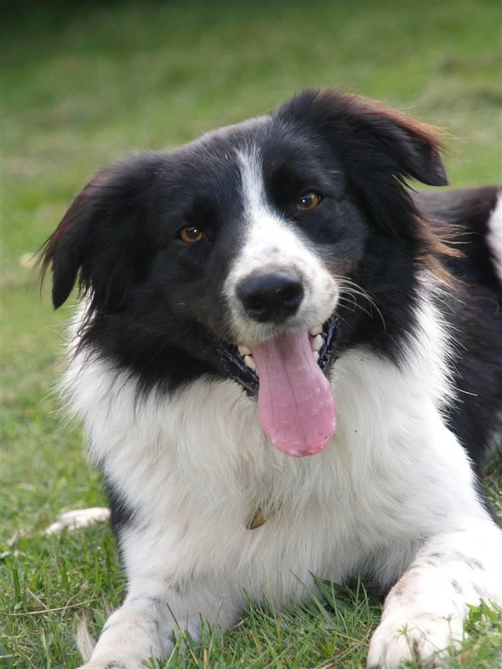 Border collie Simba billede 18