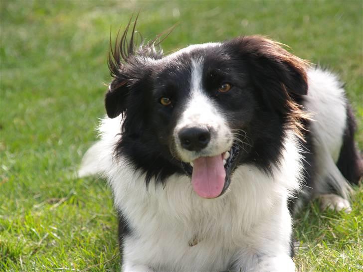 Border collie Simba billede 19