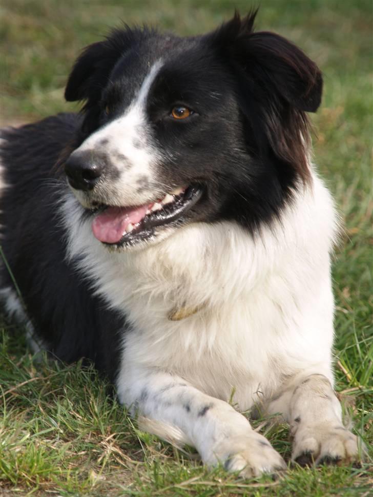 Border collie Simba billede 20