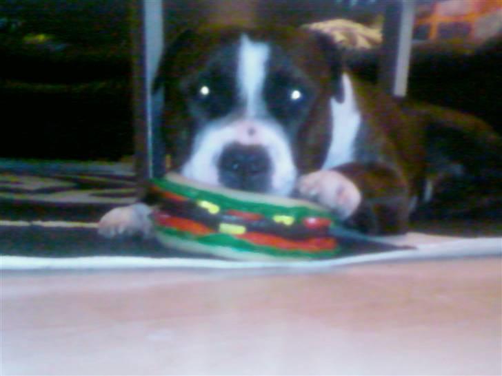 Staffordshire bull terrier Carlos billede 6