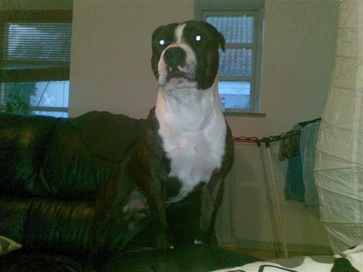 Staffordshire bull terrier Carlos billede 7