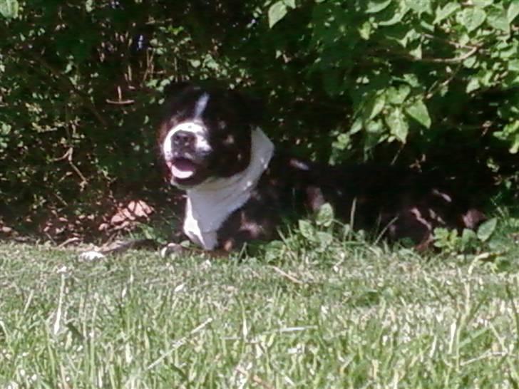 Staffordshire bull terrier Carlos billede 8