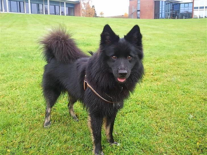 Islandsk fårehund TOFTEDALS KILJAN  ! <3 min bedste ven :')   - De der øjne !!! :)  MIN STJERNE ! <3

You can count on me like 1 2 3 I'll be there and I know when I need it I can count on you like 4 3 2 you'll be there cuz that's what friends are supposed to do, oh yeah !  billede 18