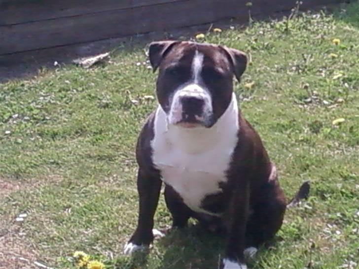 Staffordshire bull terrier Carlos billede 9
