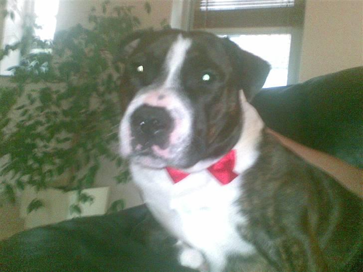 Staffordshire bull terrier Carlos - hva så damer.... billede 10