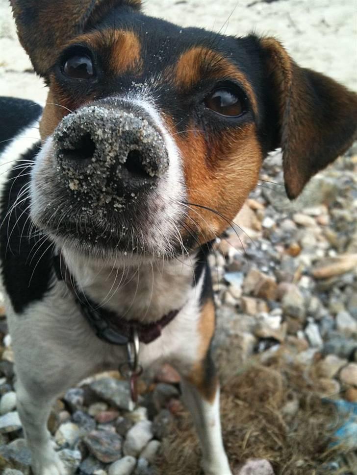 Dansk svensk gaardhund Pixel  <3 - Har jeg noget siddende siger du? billede 8