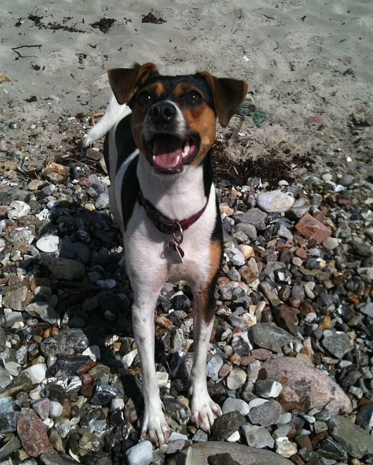 Dansk svensk gaardhund Pixel  <3 - 20 juni 2010 billede 9