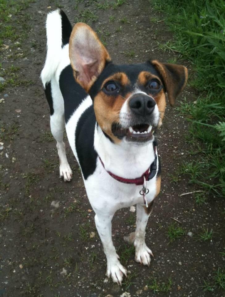 Dansk svensk gaardhund Pixel  <3 - 11 juni 2010 billede 10